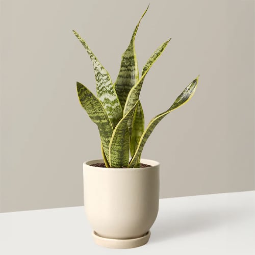 Snake Plant Laurentii