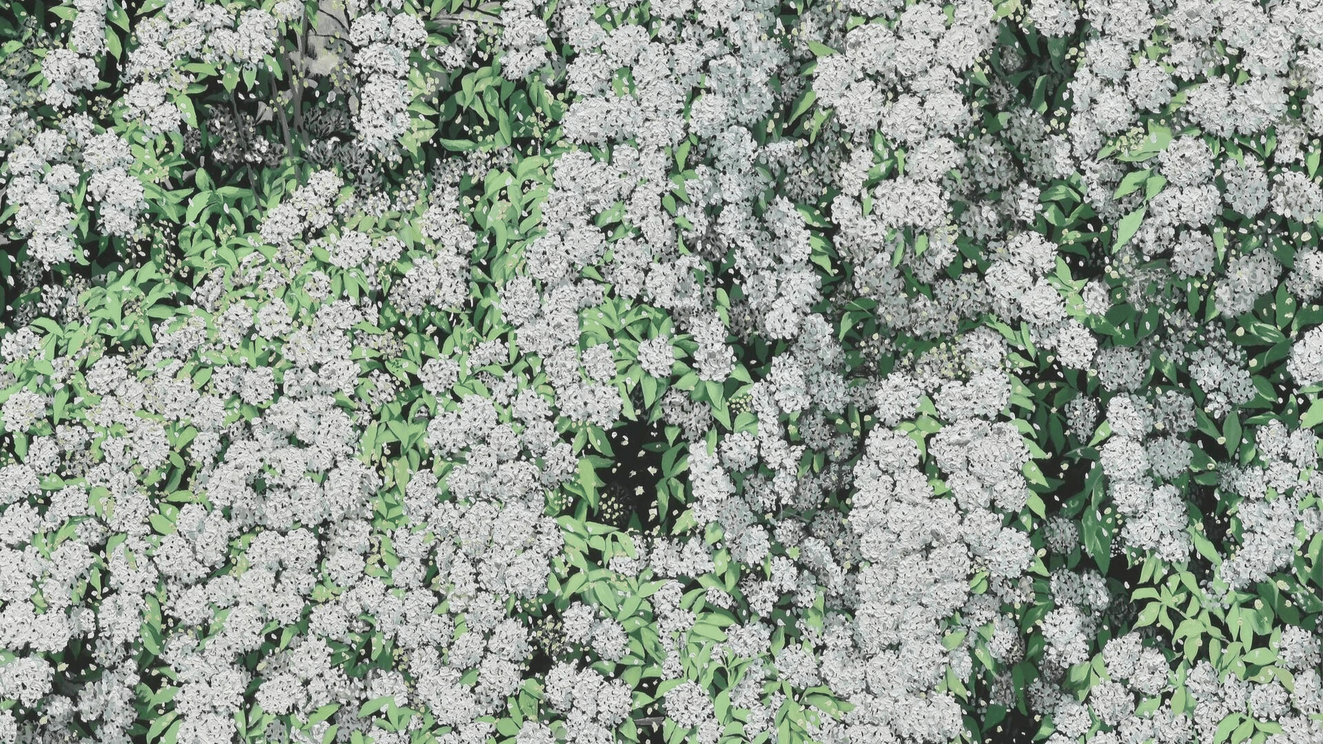 Spiraea Cantoniensis Lour Painting by Kim Jae Hyeon