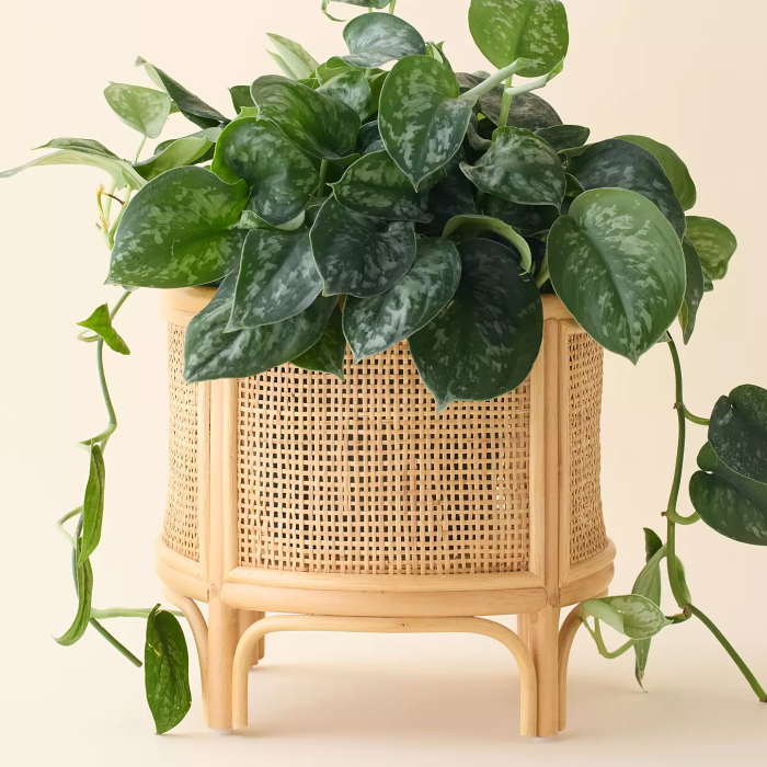 Urban Outfitters Rattan 12″ Planter