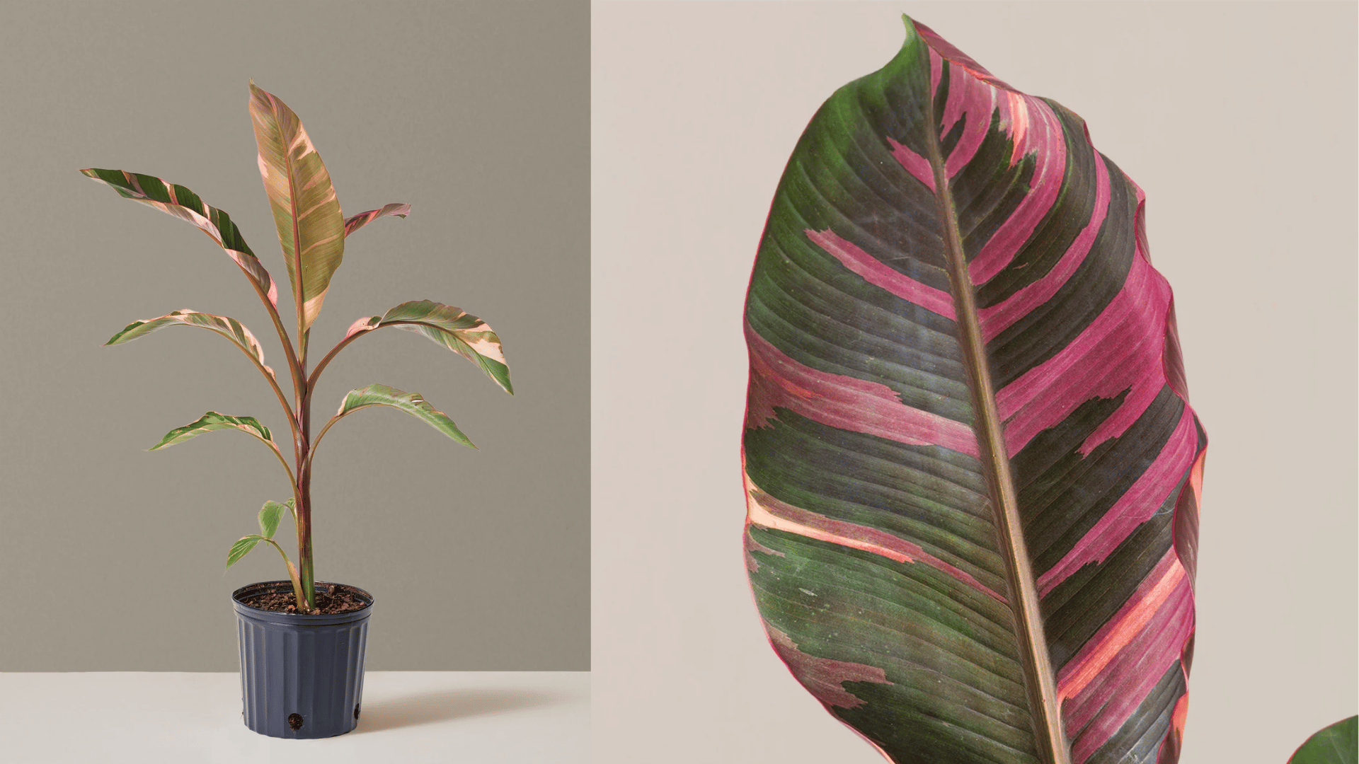 Musa Nono Pink Variegated Banana
